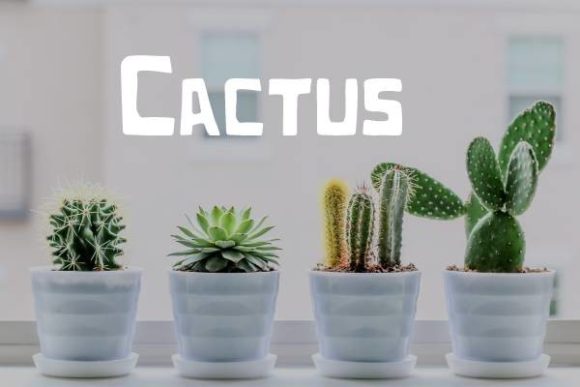Cactus Font: Modern, Squared, and Perfect for Creatives